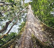 Lietuvių kelionė į Amazonės džiungles