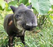 Lietuvių kelionė į Amazonės džiungles