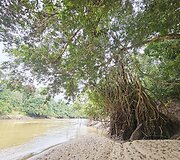 Lietuvių kelionė į Amazonės džiungles