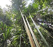 Lietuvių kelionė į Amazonės džiungles