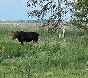 Kas ten toks ganosi? Karvė? Arklys? Ups... Briedė...