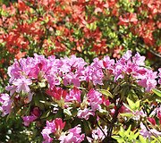 VDU Botanikos sodo rododendrai ir alyvos