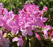 VDU Botanikos sodo rododendrai ir alyvos