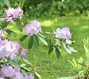 VDU Botanikos sodo rododendrai ir alyvos