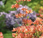 VDU Botanikos sodo rododendrai ir alyvos