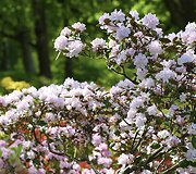 VDU Botanikos sodo rododendrai ir alyvos