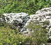 VDU Botanikos sodo rododendrai ir alyvos