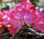 VDU Botanikos sodo rododendrai ir alyvos