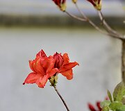 VDU Botanikos sodo rododendrai ir alyvos