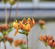 VDU Botanikos sodo rododendrai ir alyvos