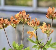 VDU Botanikos sodo rododendrai ir alyvos