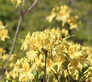 VDU Botanikos sodo rododendrai ir alyvos
