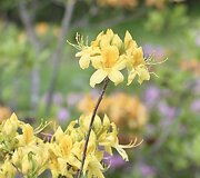 VDU Botanikos sodo rododendrai ir alyvos