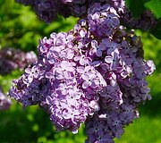 VDU Botanikos sodo rododendrai ir alyvos
