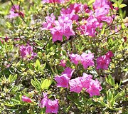 VDU Botanikos sodo rododendrai ir alyvos