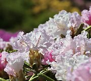 VDU Botanikos sodo rododendrai ir alyvos