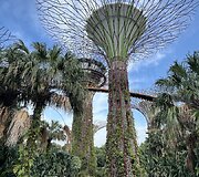 Singapūras