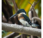 King Fisher paukštis