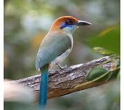 Meksika