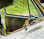 Automobilių kapinės &Scaron;vedijoje