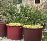 Augustės gyvenimas Kroatijoje