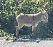 Žanetos įspūdžiai i&scaron; Grand Terko salos