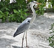 Maldyvai