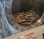Žilvino Žebrausko įspūdžiai i&scaron; Japonijos