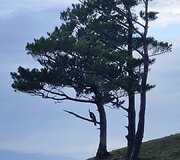 Žilvino Žebrausko įspūdžiai i&scaron; Japonijos