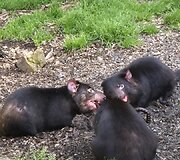 Ėdantys Tasmanijos velniai
