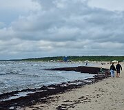 Dumbliai Palangos paplūdimyje