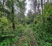 Žydų žudynių vieta Pivonijos &scaron;ile