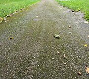 Žydų žudynių vieta Pivonijos &scaron;ile