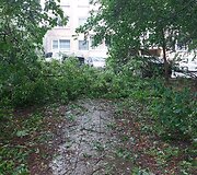 Vilniaus Lazdynų mikrorajone audra pridarė žalos: ant daugiabučio užvirto medis