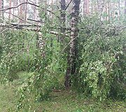 Vilniaus Lazdynų mikrorajone audra pridarė žalos: ant daugiabučio užvirto medis