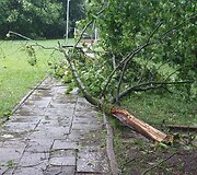 Vilniaus Lazdynų mikrorajone audra pridarė žalos: ant daugiabučio užvirto medis