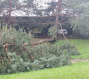 Vilniaus Lazdynų mikrorajone audra pridarė žalos: ant daugiabučio užvirto medis
