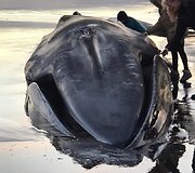 Islandijos paplūdimyje lietuvis užfiksavo bangų i&scaron;mestą nugai&scaron;usį banginį