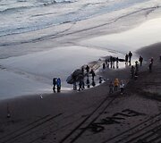 Islandijos paplūdimyje lietuvis užfiksavo bangų i&scaron;mestą nugai&scaron;usį banginį