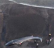 Islandijos paplūdimyje lietuvis užfiksavo bangų i&scaron;mestą nugai&scaron;usį banginį