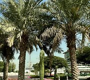 Dubajus 