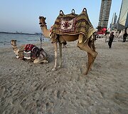Dubajus