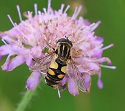 A.Gaidamavičiaus Labanoro girioje užfiksuota žiedmusė
