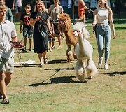 Festivalis &bdquo;Žaltytis&ldquo;