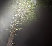 Kontrabandiniai balionai