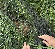 Į pagalbą pasitelkę dronus ir &scaron;unis medžiotojai i&scaron;gelbėjo du &scaron;imtus stirnų jauniklių