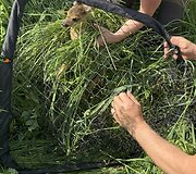 Į pagalbą pasitelkę dronus ir &scaron;unis medžiotojai i&scaron;gelbėjo du &scaron;imtus stirnų jauniklių