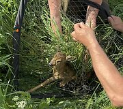 Į pagalbą pasitelkę dronus ir &scaron;unis medžiotojai i&scaron;gelbėjo du &scaron;imtus stirnų jauniklių