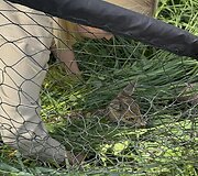 Į pagalbą pasitelkę dronus ir &scaron;unis medžiotojai i&scaron;gelbėjo du &scaron;imtus stirnų jauniklių