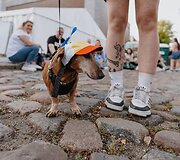 Festivaliui pasiruo&scaron;ė ir keturkojai lankytojai.